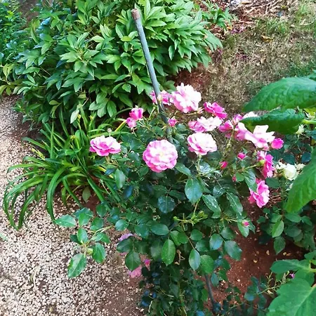 Apartment Jardin With Free Cowered Parking Zadar Buitenkant foto